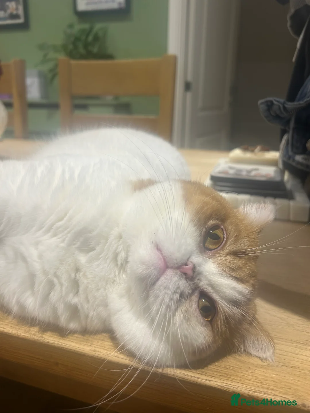 British Shorthair cats for sale: Retired queen for rehome in Shrewsbury - Advert 1