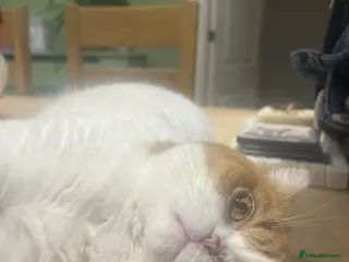 British Shorthair cats Retired queen for rehome in Shrewsbury - Advert 14