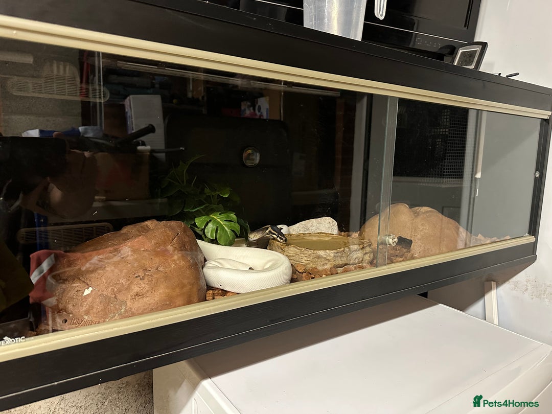 Python Snake reptiles for sale: Pied royal python and full setup - Image 3