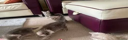 British Shorthair cats for sale: British Blue Shorthair Silver Tabby kittens - Advert 7