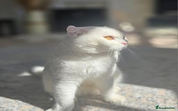 Scottish Fold cats for sale: Beautiful Scottish fold stud available  - Image 3