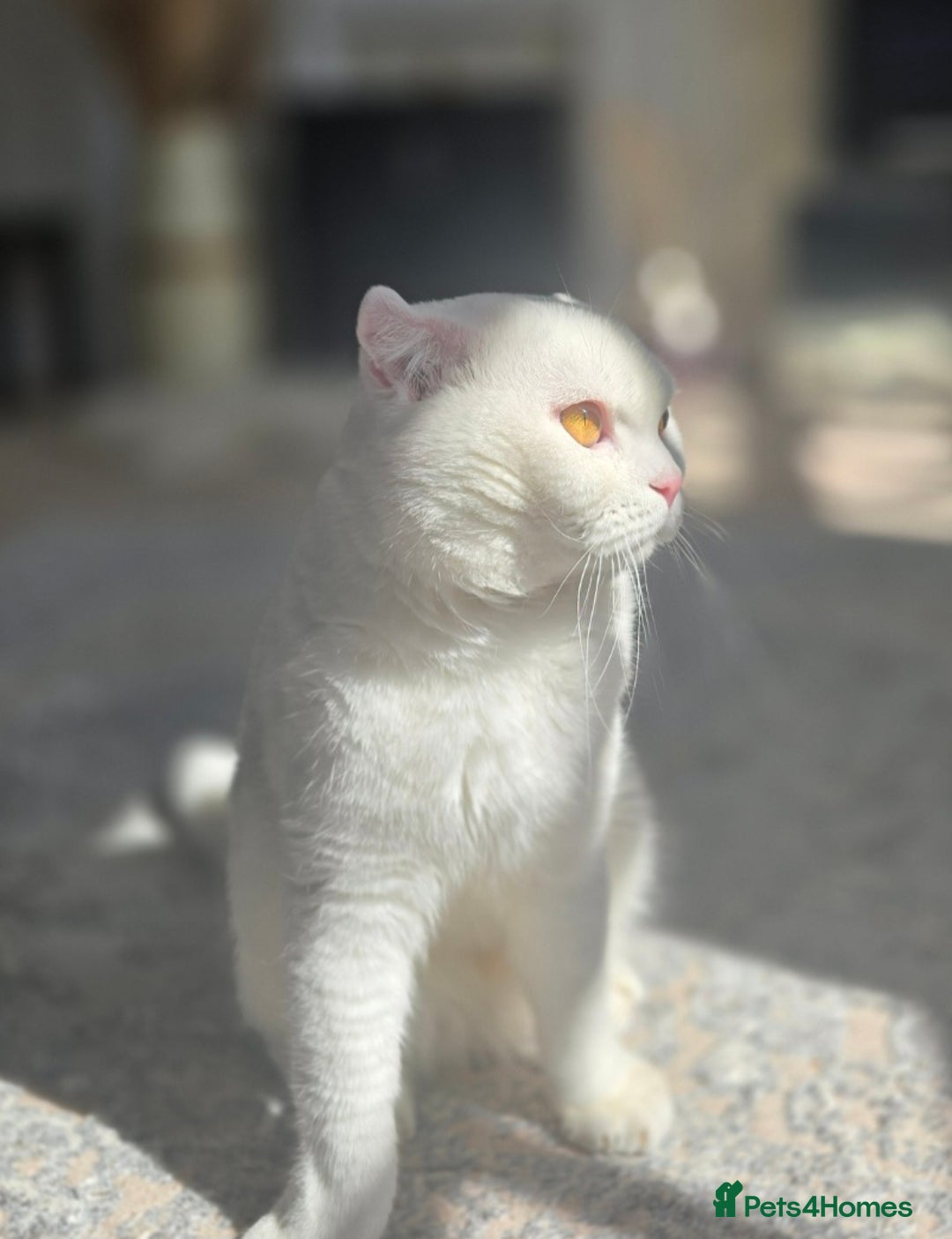 Scottish Fold cats for sale: Beautiful Scottish fold stud available  - Image 3