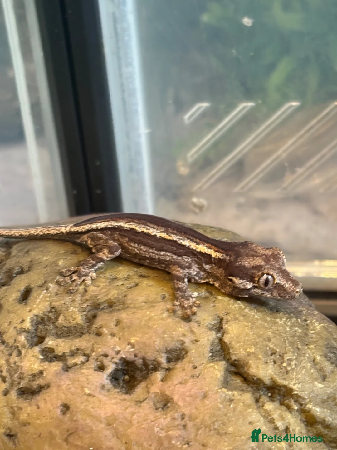 Gecko reptiles for sale: Baby gargoyle geckos  - Advert 2