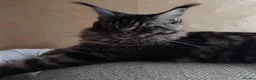 Maine Coon cats for sale: Maine coon black tabby, big size, registred - Advert 6