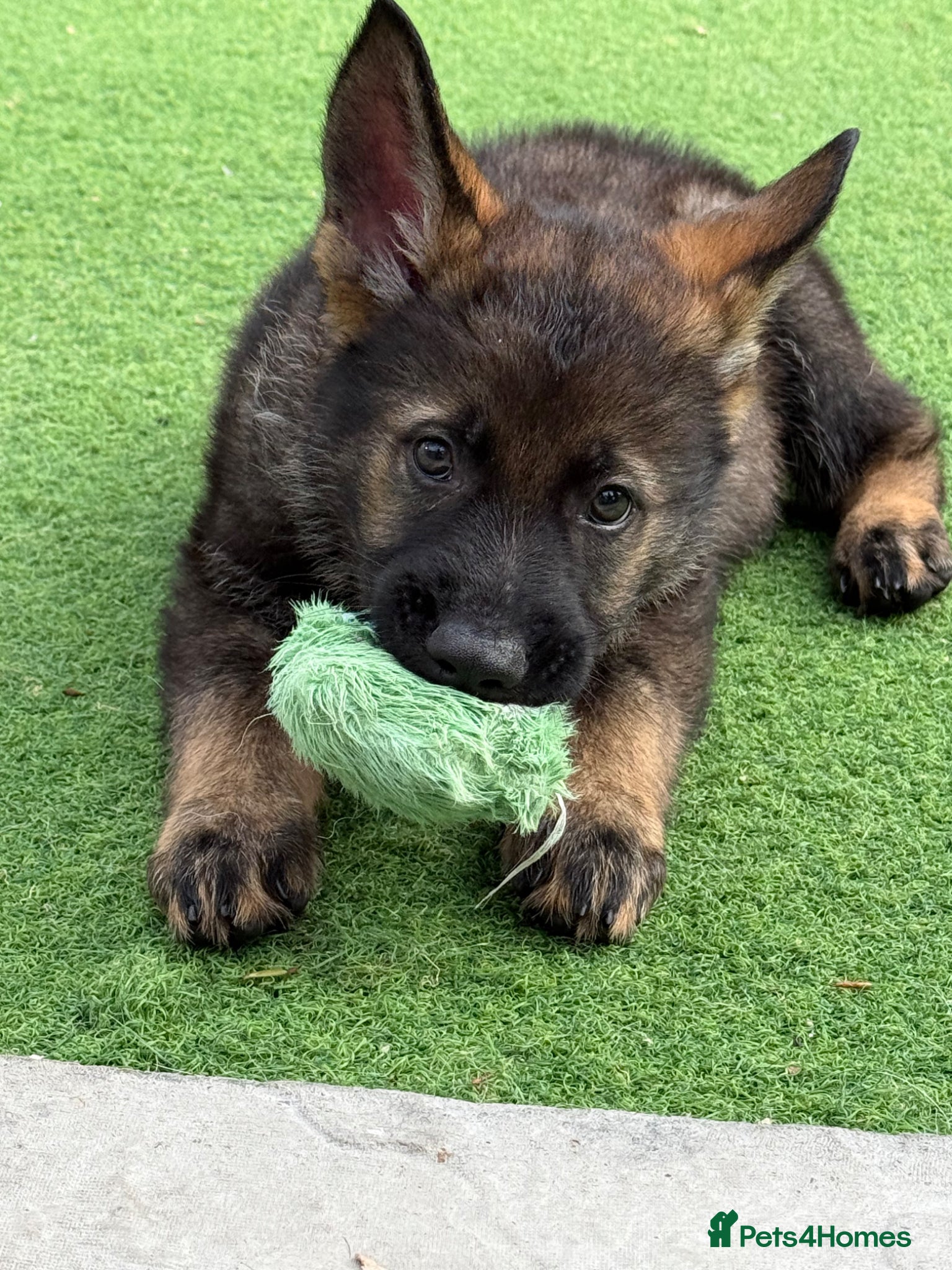 German Shepherd dogs Exceptional KC Reg Czech Working Line GSD Puppies - Advert 2