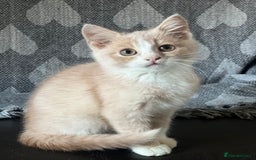 British Shorthair cats for sale: Beautiful British shorthair kittens  - Advert 9