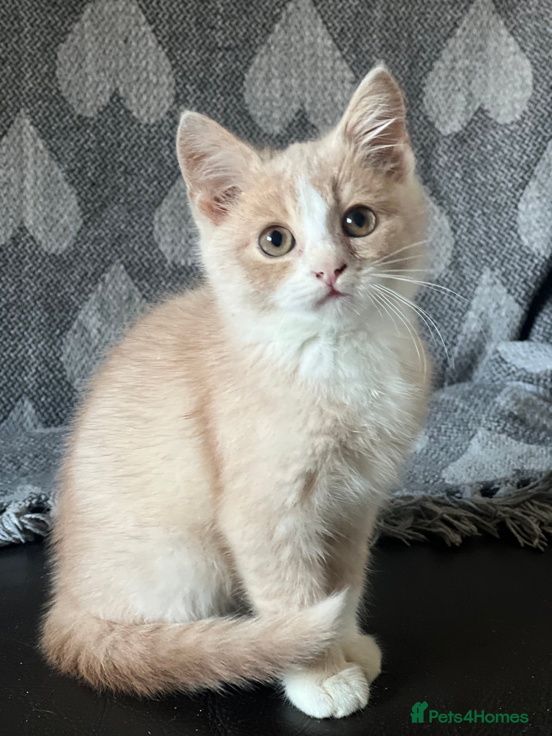 British Shorthair cats for sale: Beautiful British shorthair kittens  - Advert 9