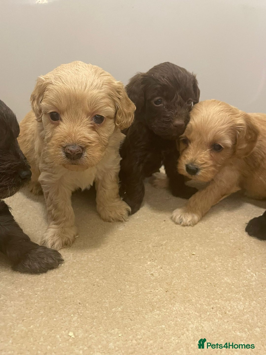 Cockapoo dogs for sale: F1 cockapoo p,a,r tested clear - Advert 1