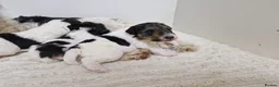 Fox Terrier dogs for sale: Wired fox terrier puppies  - Advert 11