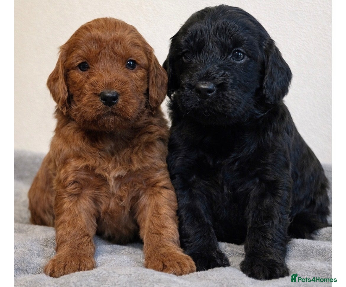 Cockapoo dogs Beautiful F1 Cockapoos - Advert 1