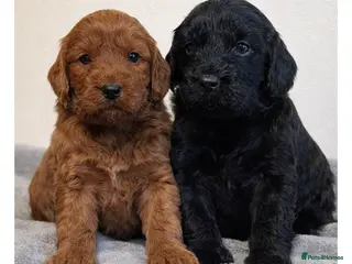 Cockapoo dogs Beautiful F1 Cockapoos - Advert 1