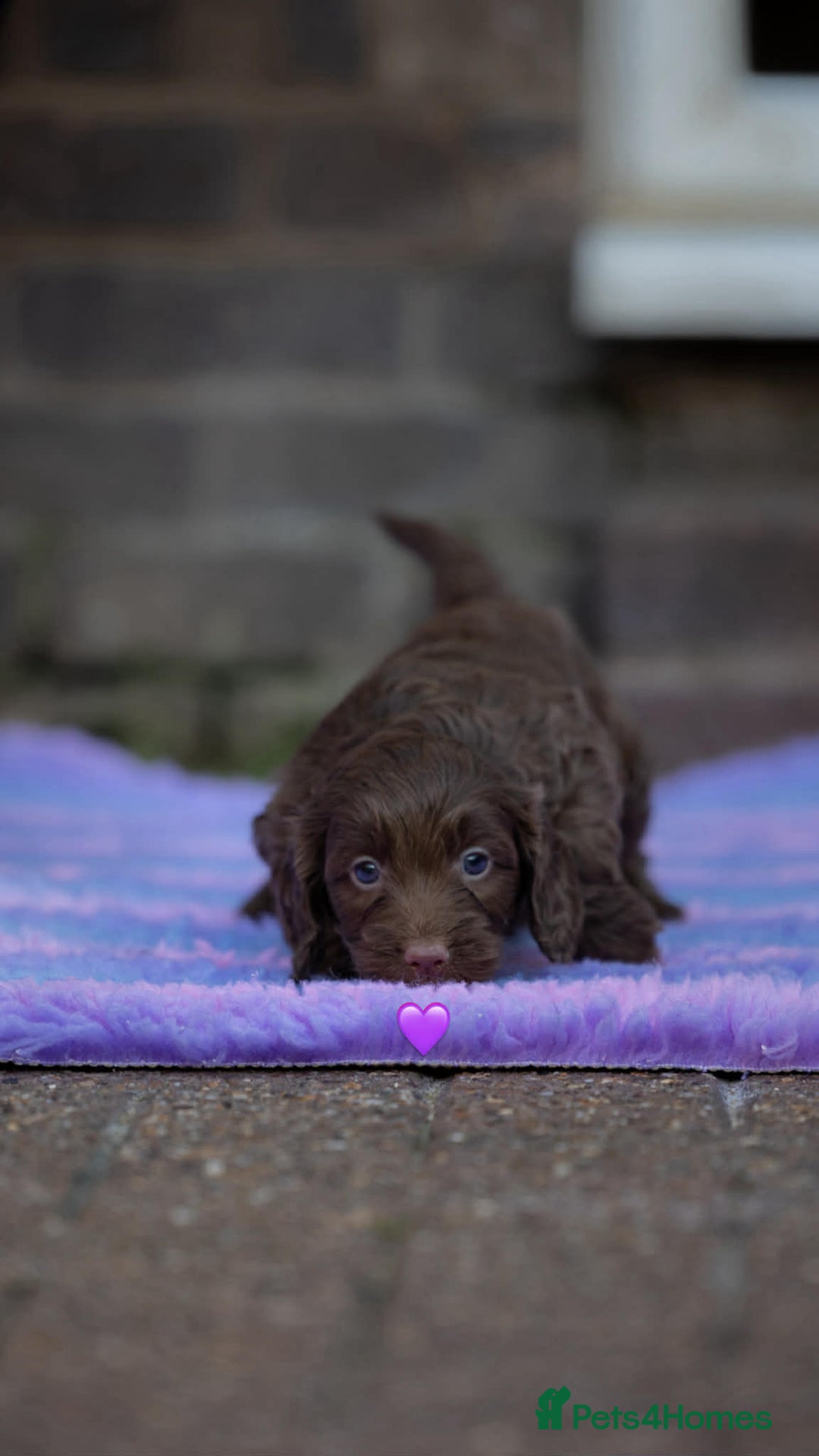 Cockapoo dogs for sale: Cockerpoo Puppies - Advert 2