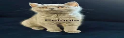 British Shorthair cats for sale: 👑🏆GCCF Registered British Shorthair Kittens🏆👑 in Wakefield - Advert 4