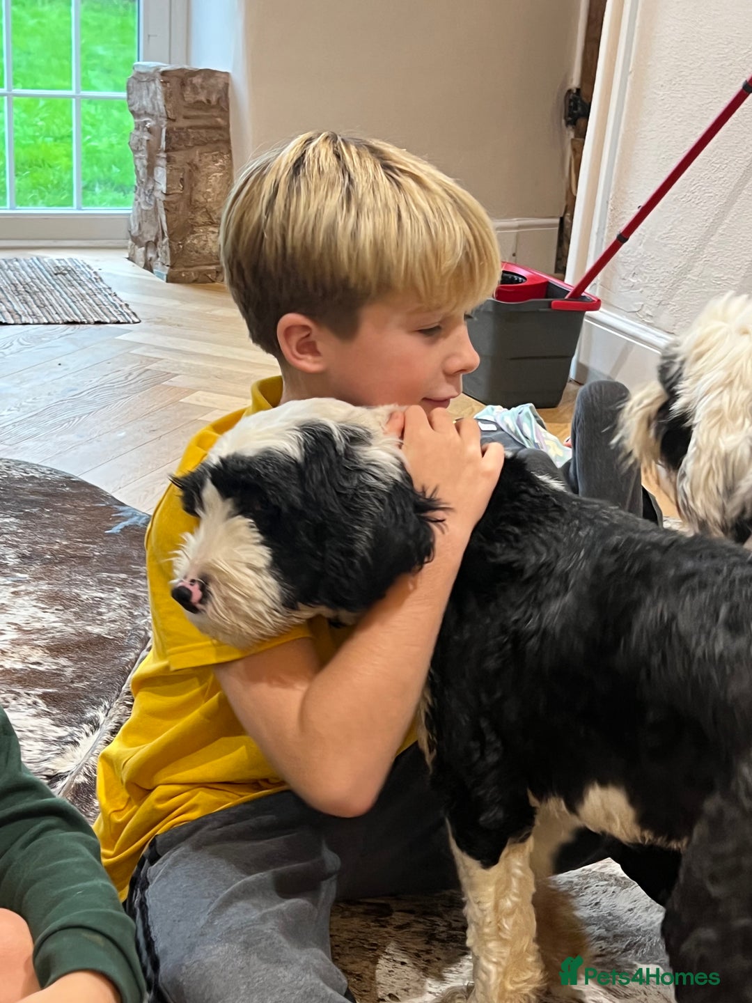 Tibetan Terrier dogs for sale: KC fully health tested exceptionally bred Tibetan  - Advert 18