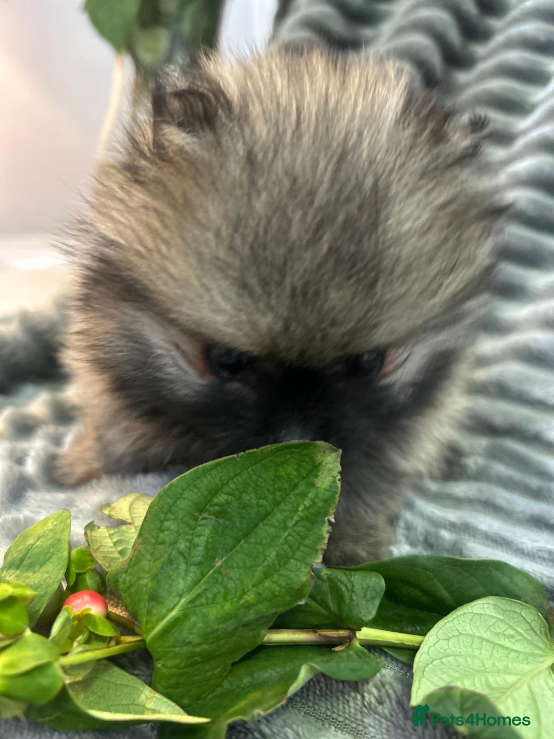 Pomeranian dogs for sale: Show quality tiny beautiful show stopper poms 💙🩷 - Advert 7