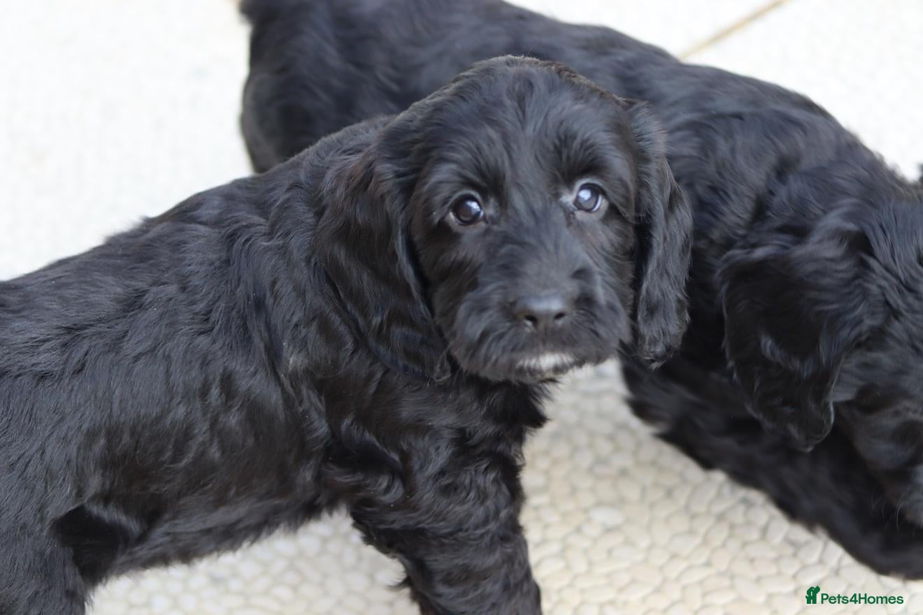 Cockapoo dogs Beautiful Cockapoo puppies for sale  - Advert 1