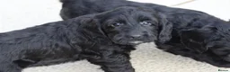 Cockapoo dogs for sale: Beautiful Cockapoo puppies for sale  - Advert 3