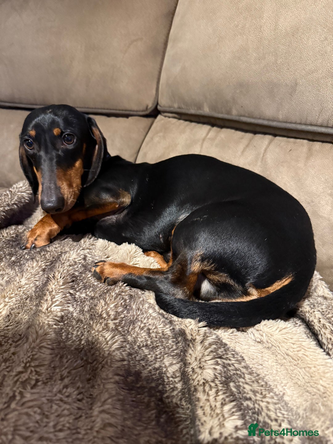 Dachshund dogs for sale: Dachshund 11 months old  - Advert 3