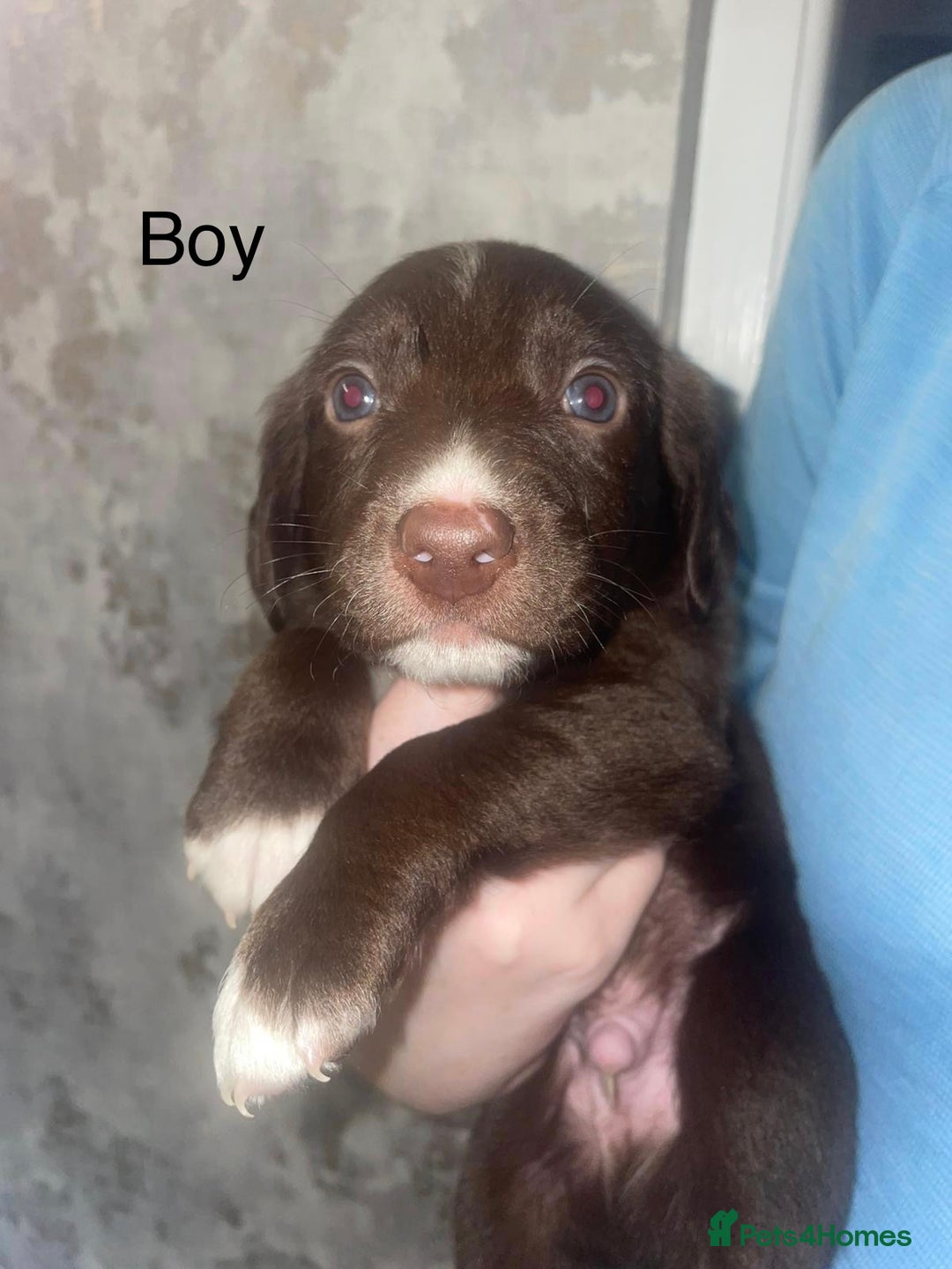 Mixed Breed dogs for sale: Shepard x spaniel puppies - Image 3
