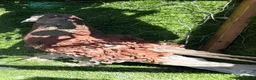 Pigeons birds for sale: Premium Breeding Pigeons Top Quality Pairs Availab - Advert 12