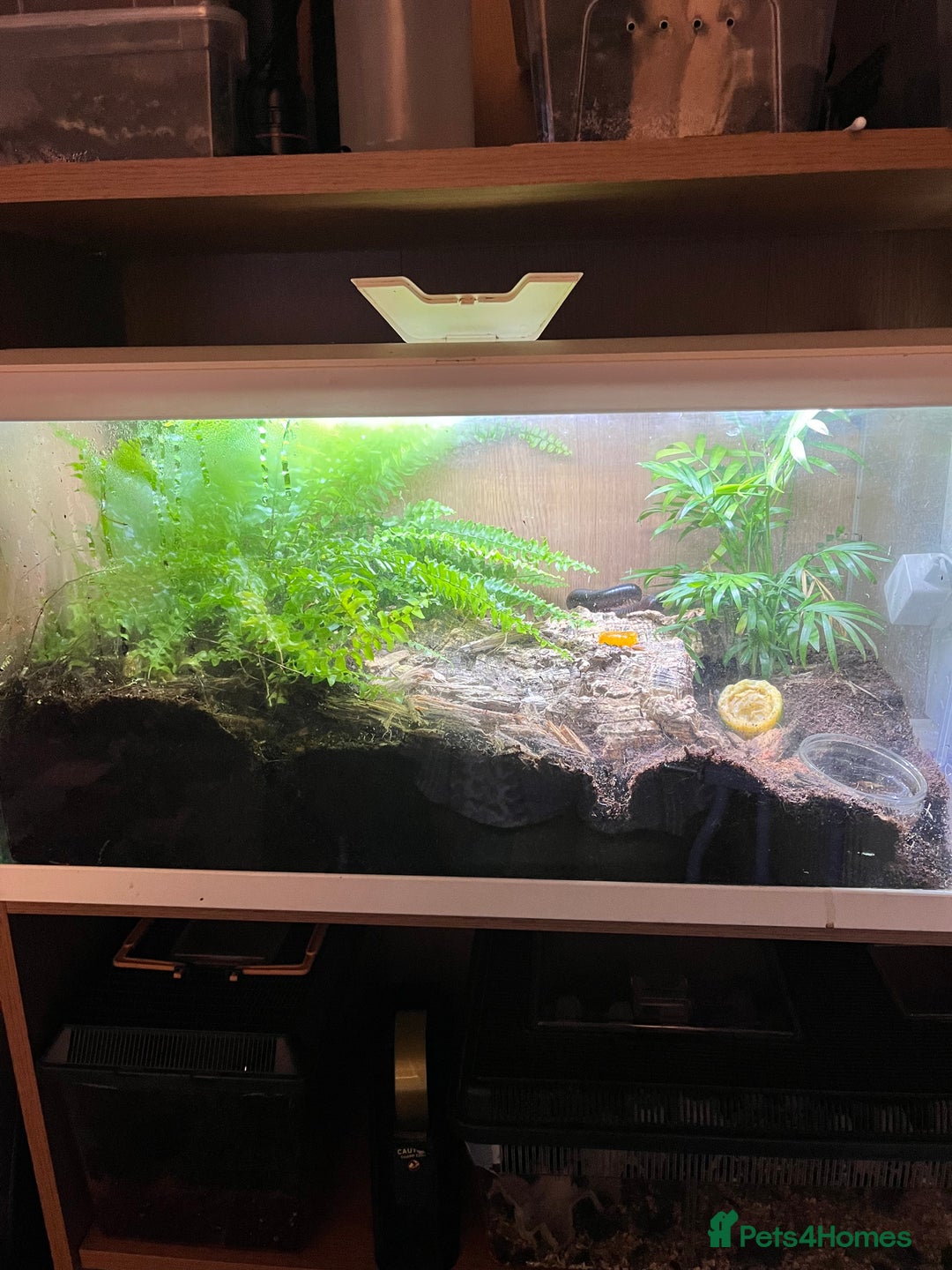 Millipedes invertebrates for sale: Breeding pair of giant African millipedes  - Advert 3