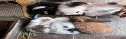 Mini Lop rabbits for sale: Baby Mini Lop Bunnies - Reserve now, collect 10/06 - Advert 14