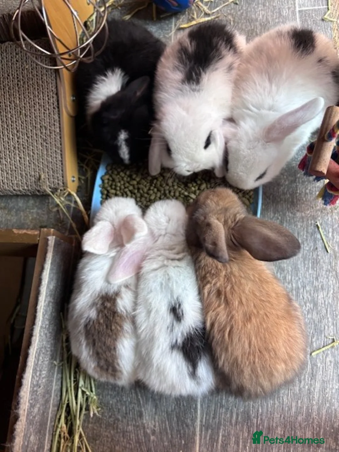 Mini Lop rabbits for sale: Baby Mini Lop Bunnies - Reserve now, collect 10/06 - Advert 14