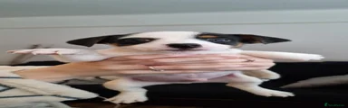 Jack Russell 5(doc)