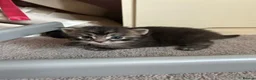 Mixed Breed cats for sale: Mainecoon/Ragdoll kittens  in Winscombe - Advert 7