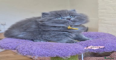 British Shorthair cats - Advert 8