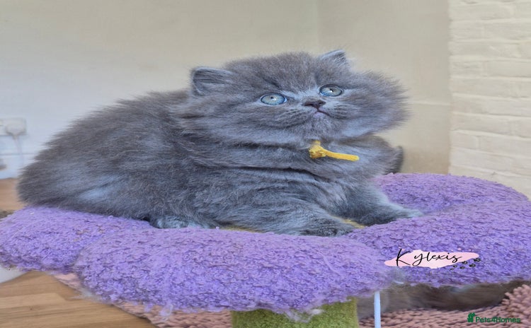 British Shorthair cats - Advert 11