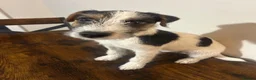 Parson Russell dogs for sale: KC reg male parsons terrier 5 1/2 months - Advert 7