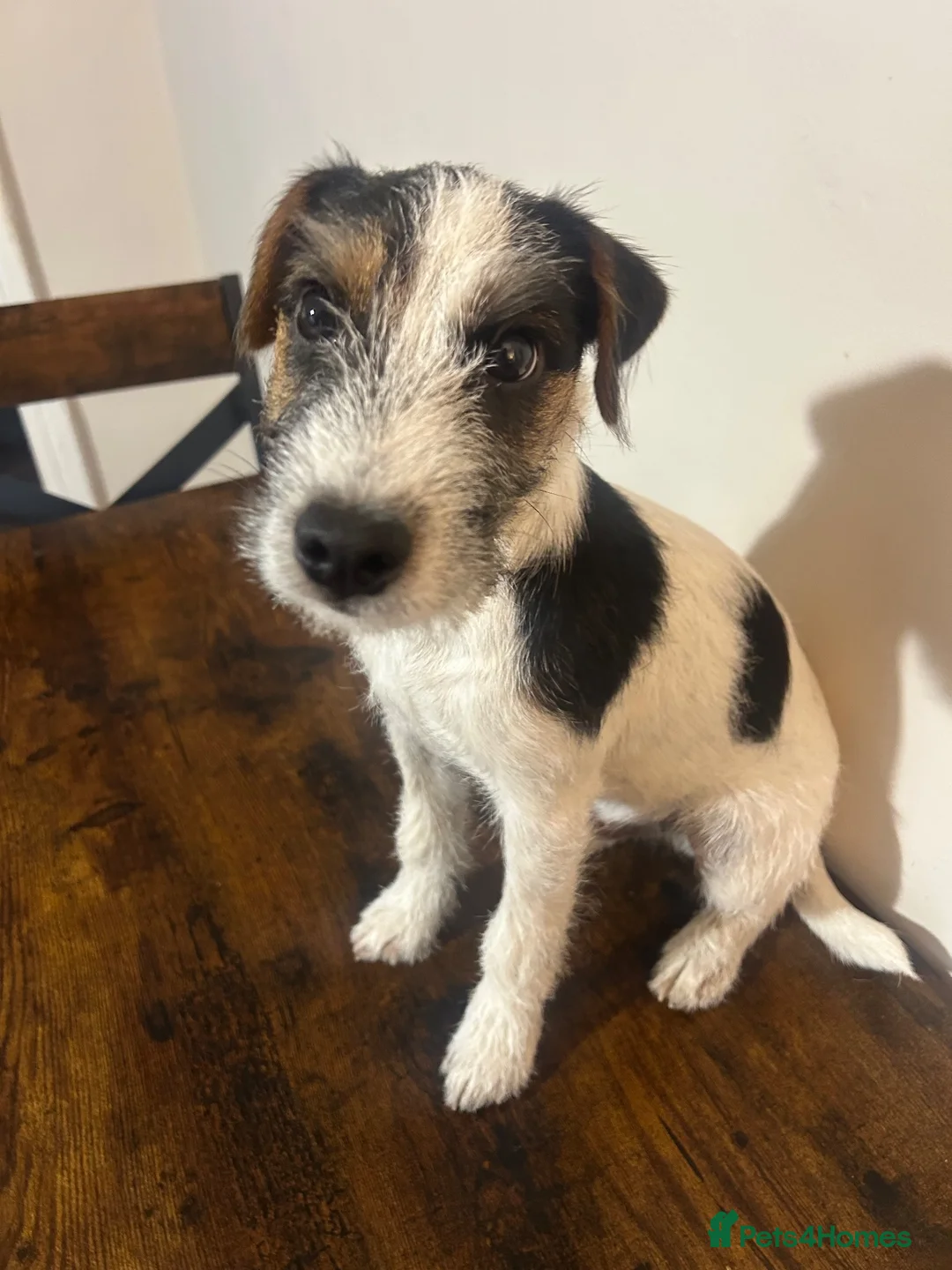 Parson Russell dogs for sale: KC reg male parsons terrier 5 1/2 months - Advert 7