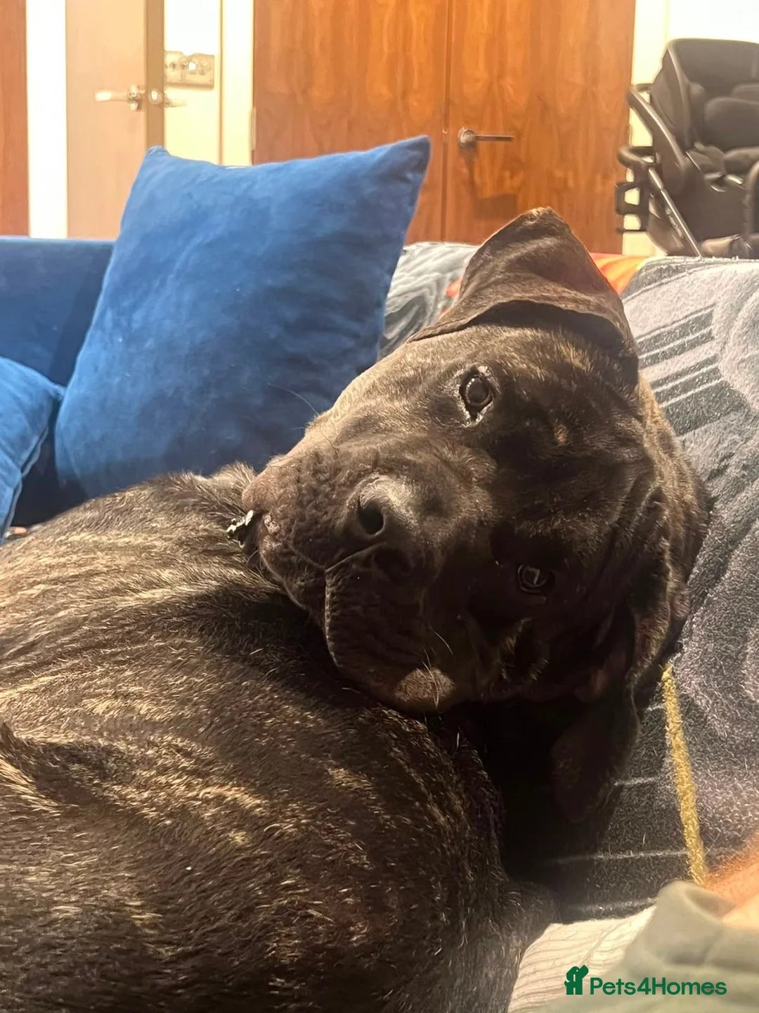 Cane Corso dogs for sale: Cane corso in Watford - Advert 4
