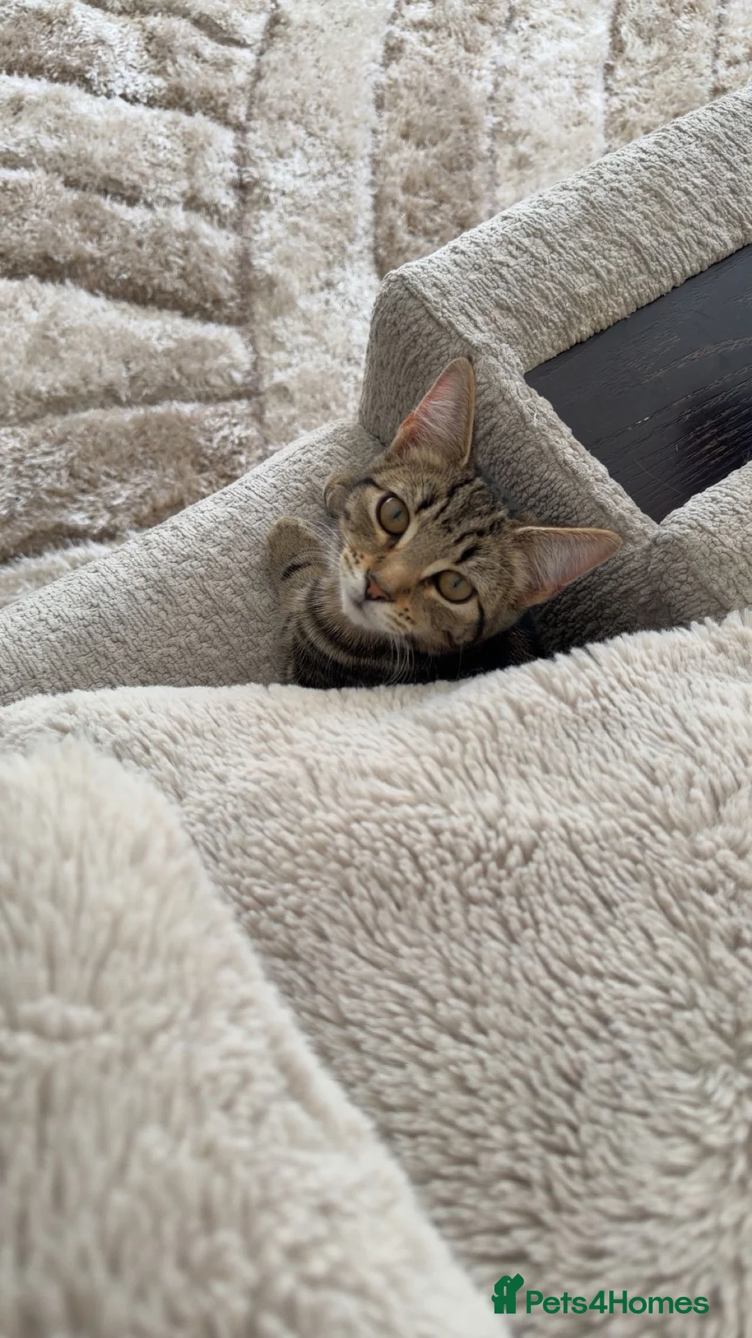 Mixed Breed cats for sale: 6 month old cute Kitten  - Advert 2