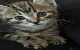 Domestic Shorthair cats for sale: 3 beautiful tabby females  - Image 3