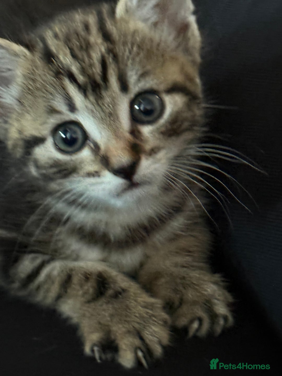 Domestic Shorthair cats for sale: 3 beautiful tabby females  - Image 3