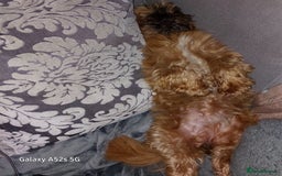 Shih Tzu dogs for sale: Sweet natured miniature female Shitzu  - Advert 9