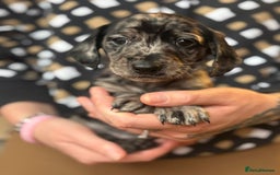 Mixed Breed dogs for sale: Doxiepoos  - Image 4