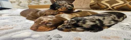 Miniature Dachshund dogs for sale: Stunning KC registered minature Dachshund - Advert 4