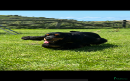 Cocker Spaniel dogs for sale: Fully Health tested show line cocker puppies  - Image 16