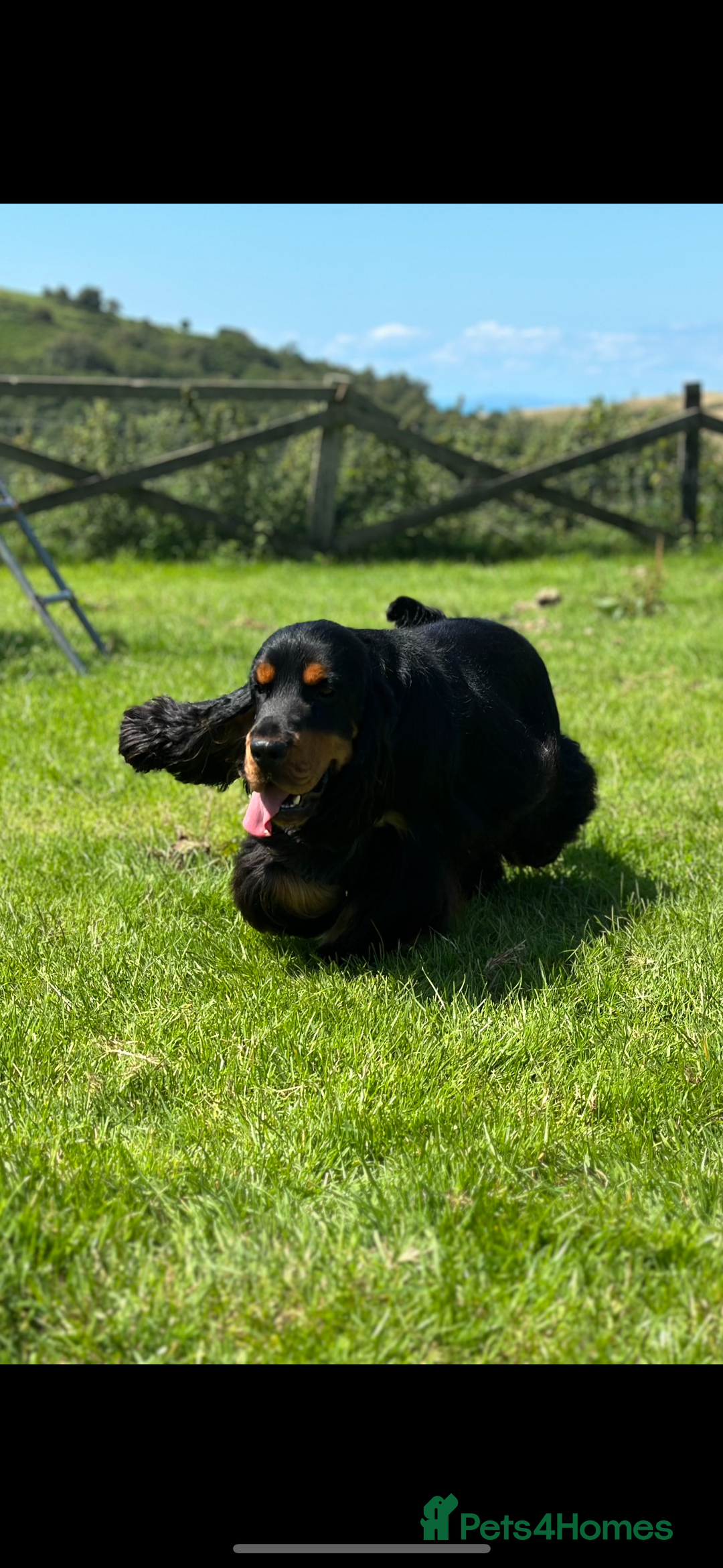 Cocker Spaniel dogs for sale: Fully Health tested show line cocker puppies  - Image 16