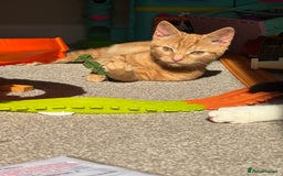 Mixed Breed cats for sale: Male cats  - Image 2