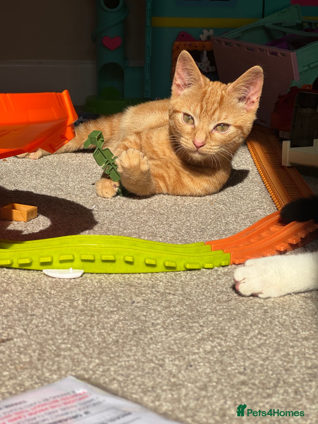 Mixed Breed cats for sale: Male cats  - Image 2