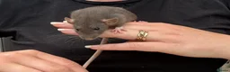 Rat rodents for sale: Beautiful friendly Dumbo rats  - Advert 21