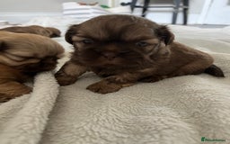 Shih Tzu dogs for sale: Imperial Shih Tzu for sale - Image 9