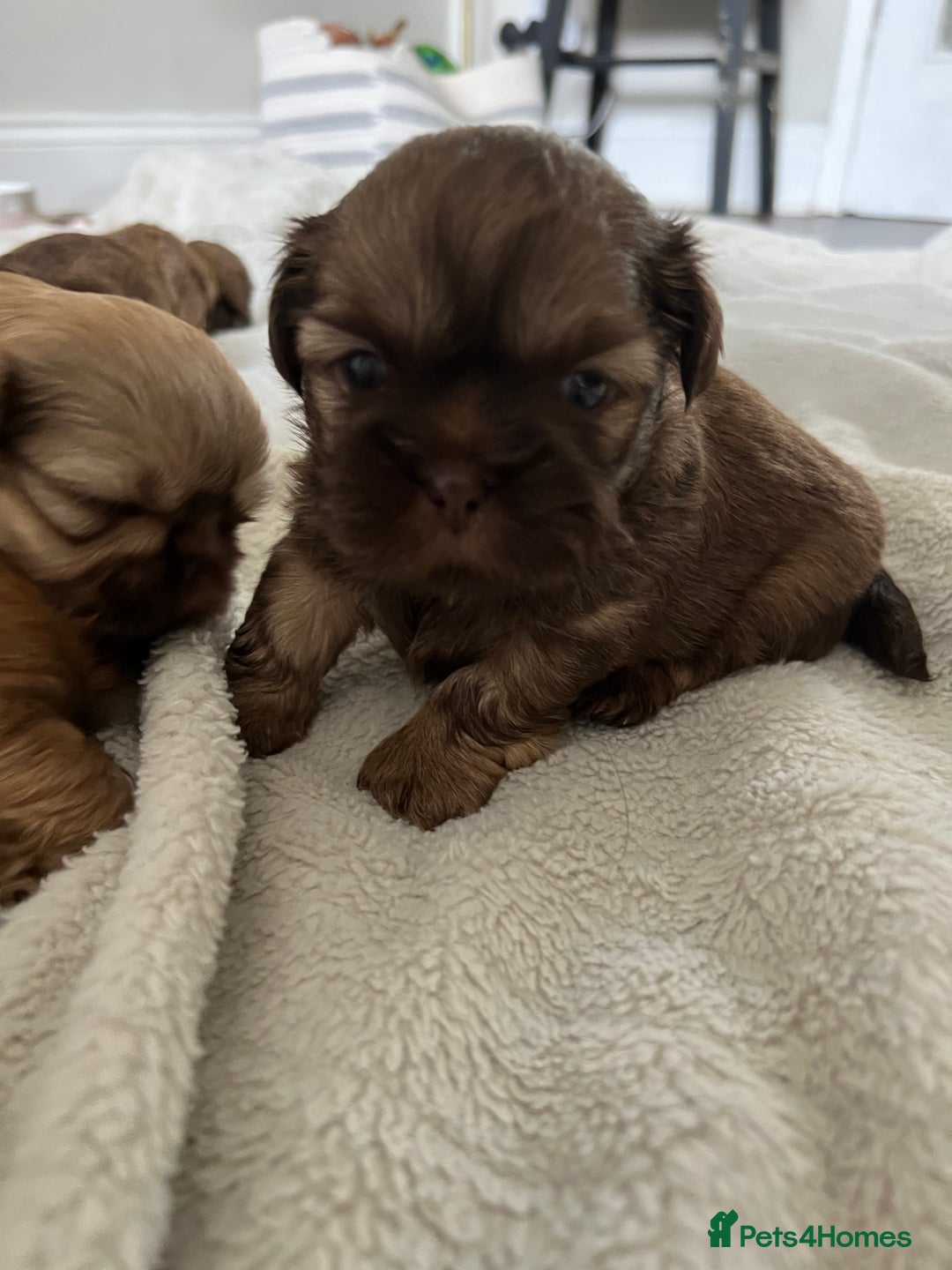 Shih Tzu dogs for sale: Imperial Shih Tzu for sale - Image 9