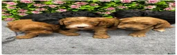 Cockapoo dogs for sale: Beautiful Loving Cockerpoo’s in London - Advert 28