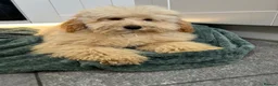 Mixed Breed dogs for sale: Australian Labradoodle cavapoo boy stunning ⭐️  - Advert 4