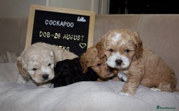 Cockapoo dogs for sale: Unique F1 Cockapoo Puppies - Image 13